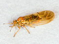 Aphalara polygoni